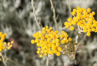 Cosmetiques Corses
