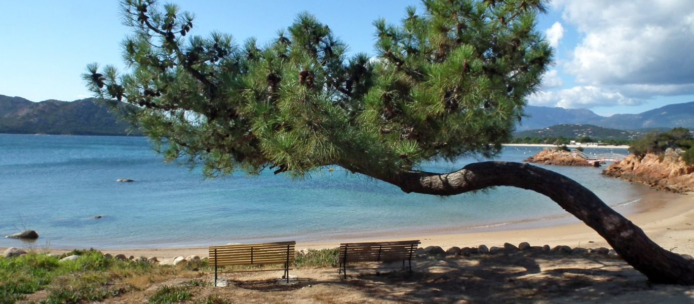 Lecci de Porto-Vecchio