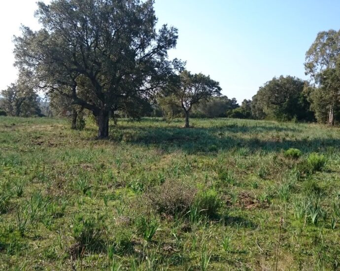 Porto-Vecchio, Piccovaggia, Terrain constructible, Permis de construire, Vue montagne, Aperçu mer