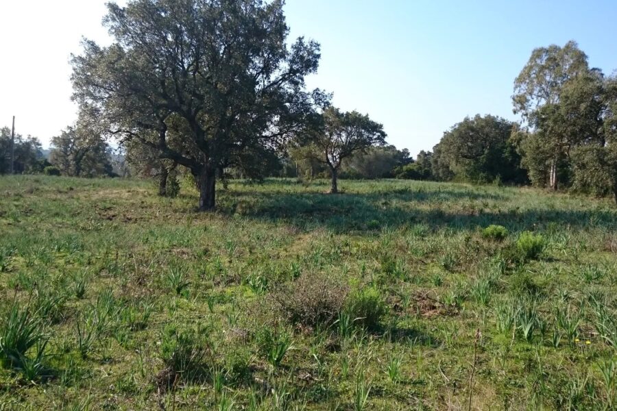 Porto-Vecchio, Piccovaggia, Terrain constructible, Permis de construire, Vue montagne, Aperçu mer