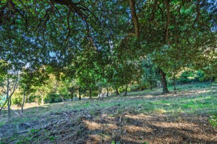 Balagne, Occhiatana, Buildable Plot, Close to L’Île-Rousse and Beaches