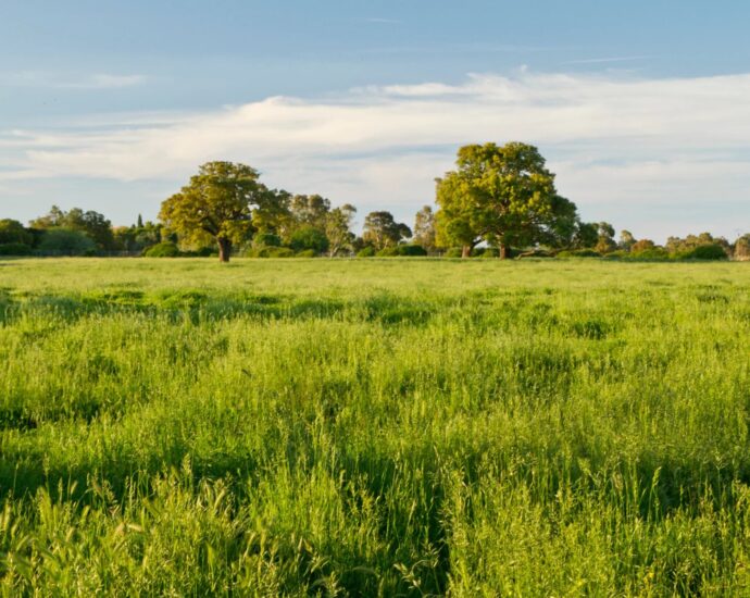 BONIFACIO – Bergeries du Maquis – Villas