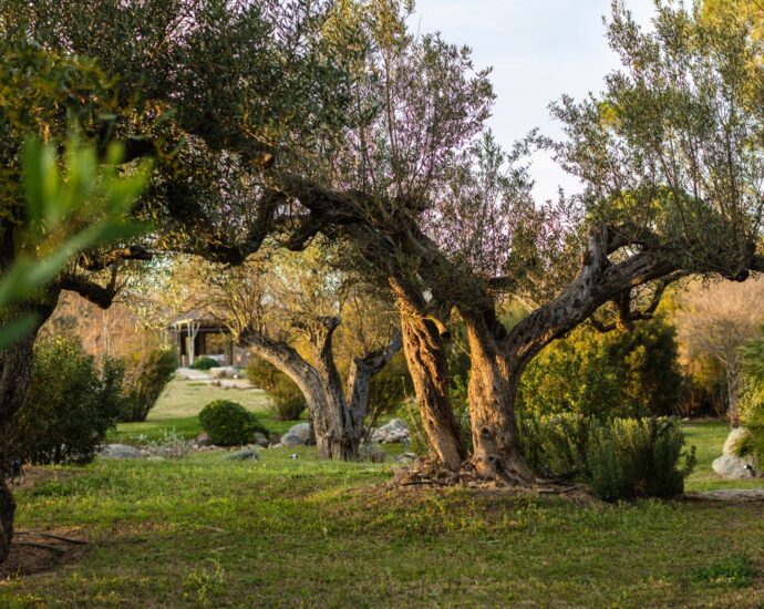 Plage de Cala Rossa, Villa 6 chambres, pied dans l’eau, piscine, Alzu di Cala Rossa