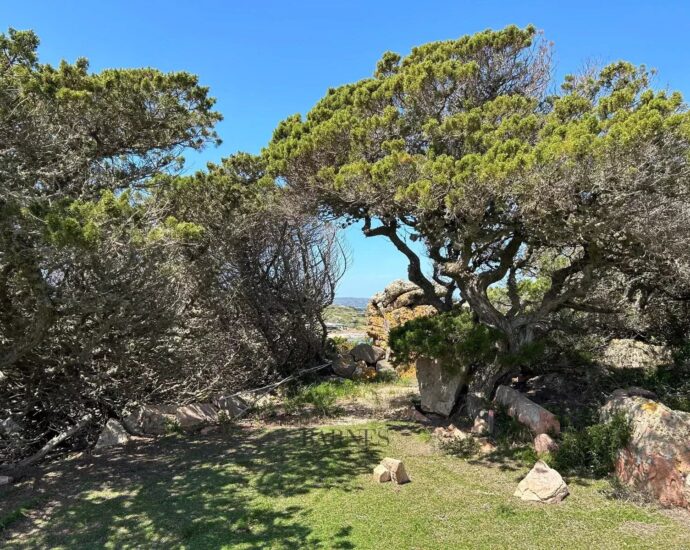 Cavallo island – Villa panoramic sea view – 3 bedrooms