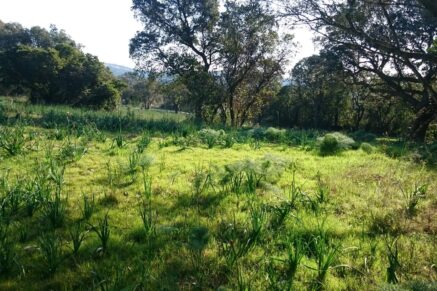 Terrain constructible, Lecci de Porto Vecchio, permis de construire