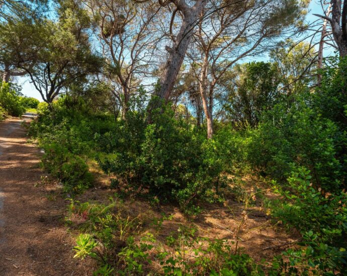 Cap Corse, Centuri, terrain constructible, proche port, plage à pied, emplacement rare, environnement préservé