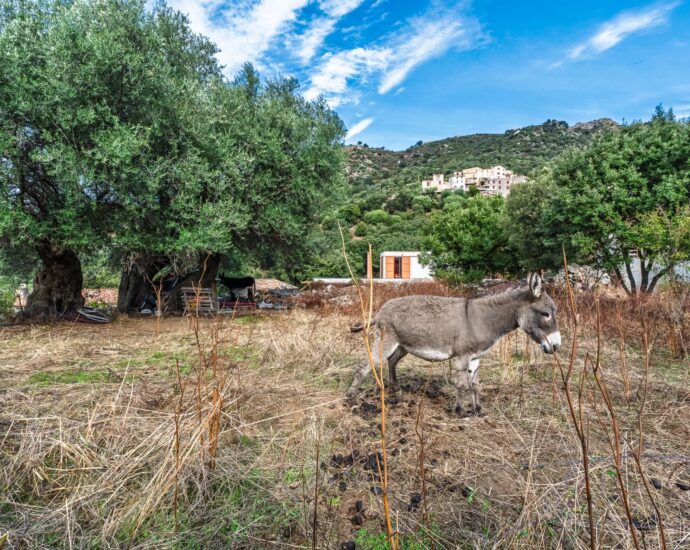 Calvi Region,  Zilia, 5 Bedroom Villa, Heated Pool, Mountain Views