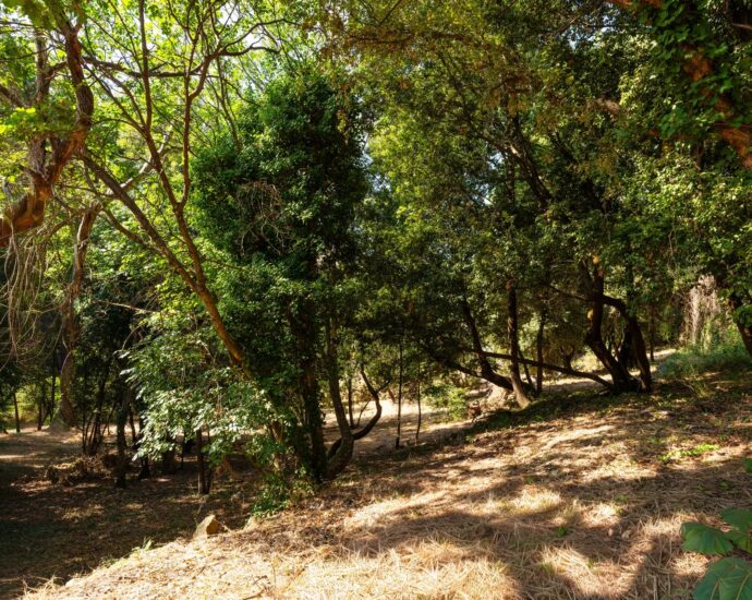 Greater Bastia, Borgo, Building Plot with Permit, Sea View, Close to Beaches and Shops